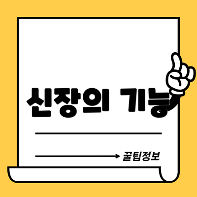 신장의 기능