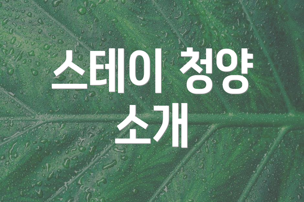 스테이 청양 소개